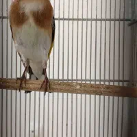 شاه سهره بخون گردن رخ اروپایی خال حلب دم سفید