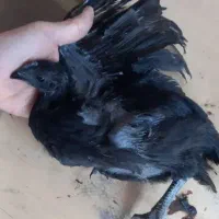 جوجه وتخم نطفه دار ایام سمانی از گوشت تا پوست مشکی