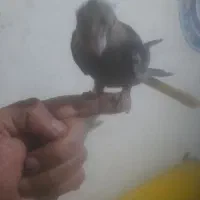 عروس هلندی چهار ماهه دستی|پرنده|تهران, شوش|دیوار