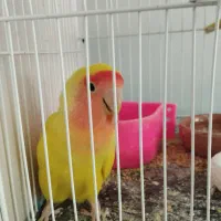 کوتوله ماده زرد صورت هلویی کارداده