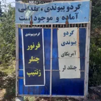 گردو پیوندی پایه ژنوتیپ پیوند چندلر.وفرنور|خدمات باغبانی و درختکاری|کرمان, |دیوار