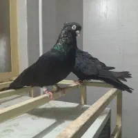 کبوتر صرب|پرنده|باغ ملک, |دیوار