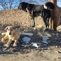 گمشده|حیوانات|خمین, |دیوار