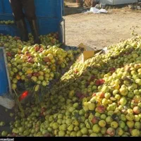 خریدار زیر درختی سیب در باغ شما