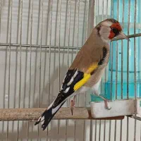دورگ سهره