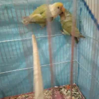 کوتوله برزیلی|پرنده|شیراز, سلطان آباد|دیوار