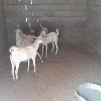 فروش کهره نر|حیوانات مزرعه|قلعه قاضی, |دیوار