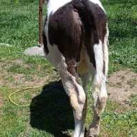 گوساله ماده جنس شیری