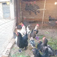 تخم مرغ نطفه دار|حیوانات مزرعه|قرچک, صالح آباد|دیوار