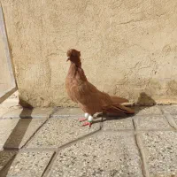 ماده زرد آنتیک|پرنده|بروجرد, |دیوار