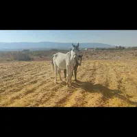 اسب کرد|اسب و تجهیزات اسبسواری|جنت, |دیوار