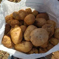 سیب نوراباد در جه یک جیلی سالم بدون یه چیچک|حراج|نهاوند, |دیوار