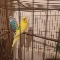 مرغ عشق سالم وسرحال