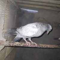 کبوتر پلاکی|پرنده|اصفهان, شفق|دیوار