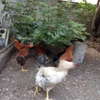 خروس نیمچه