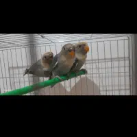 طوطی برزیلی|پرنده|رشت, معلم|دیوار