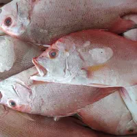 سلام انواع ماهی دریایی بوشهر رسید