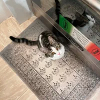 گربه خانگی|گربه|اصفهان, عسگریه|دیوار