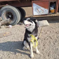 سگ هاسکی شیطون و بازیگوش