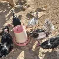 خروس ومرغ گلین چهل تاج ریش دار|حیوانات مزرعه|پاکدشت, پاکدشت (مامازند)|دیوار