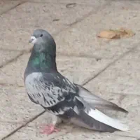 کبوتر زریی  خرقه. سیاه پشت تهرانی کاشانی