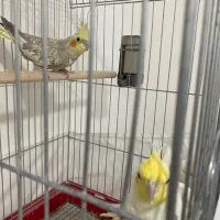 عروس هلندی مولد|پرنده|محمدیه-قزوین, |دیوار