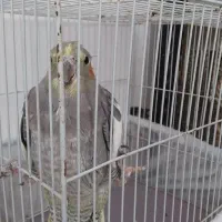 عروس هلندی|پرنده|تربت‌حیدریه, آغوی|دیوار