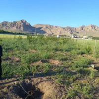 باغ جاده سنندج|فروش دفتر صنعتی، کشاورزی، تجاری|کرمانشاه, |دیوار