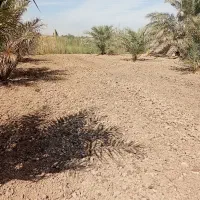 شخم زدن با تیلر|خدمات باغبانی و درختکاری|آبادان, |دیوار