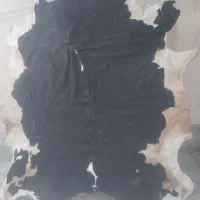 پوست گاو دباغی شده