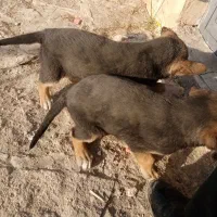 توله مالینویز وژرمن|سگ|گلبهار, شهر جدید گلبهار|دیوار