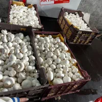 نیرو برای کار درسالن قارچ|استخدام صنعتی، فنی، مهندسی|نوشهر, |دیوار