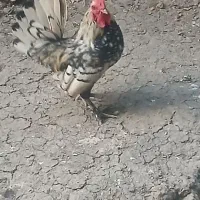 مرغ و خروس محلی