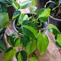 انواع پتوس فقط ۹۵تومن|گل و گیاه طبیعی|بیرجند, |دیوار