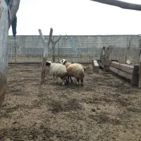 فروش گوسفند چاق