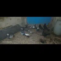 ۹ تا کبوتر صحیح وسالم