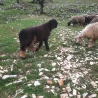 گله گوسفند میش بختیاری|حیوانات مزرعه|کرمانشاه, |دیوار