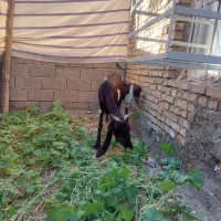 بزافغانی اصل|حیوانات مزرعه|هندیجان, |دیوار