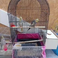 هفت عدد عروس هلندی