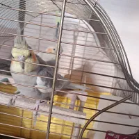 عروس هلندی|پرنده|تهران, بروجردی|دیوار