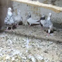 طوقی|پرنده|فشاپویه, |دیوار