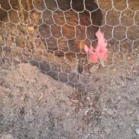مرغ فروشی قالب هم دارم کسی خواست