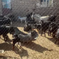 بز (  چپش) کهره  درجه یک جوان|حیوانات مزرعه|درودزن, |دیوار