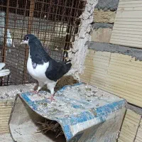کبوتر خوشرنگ|پرنده|بوئین زهرا, |دیوار