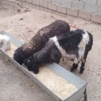 میش و دوتا بره نر و ماده