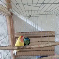 یک جفت طوطی برزیلی مولد|پرنده|بهار, |دیوار