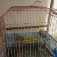 مرغ عشق|پرنده|چهاردانگه (تهران), |دیوار