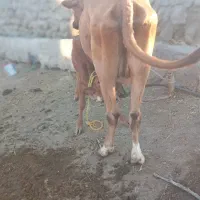 یک عدد گاو با گوساله ماده