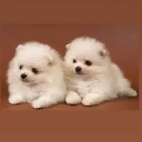 پامر سفیدعروسکی ۲ماهه فقط ۵.۸۰۰