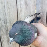 ۲تا کفتر آس|پرنده|خرم‌آباد (تنکابن), |دیوار